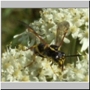 Tenthredo amoena - Blattwespe w04.jpg